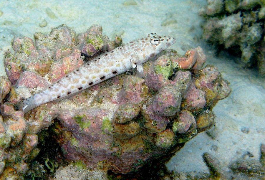 IMG_7680rc_Maldives_Madoogali_Perche de sable ocelle ou pintade Parapercis hexophtalma.jpg
